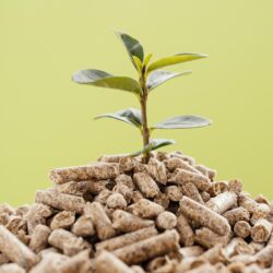 vorderansicht-der-pflanze-die-von-den-pellets-wachst